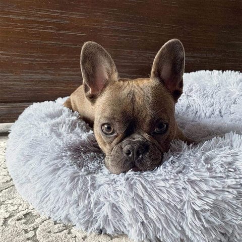 Calming Dog Cat Bed Soft Plush Round Pet Bed Raised Edge